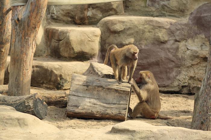 Warszawskie ZOO