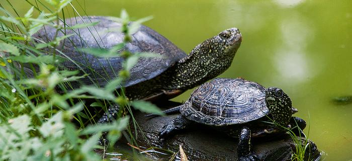 Dorosłe żółwie błotne mogą mierzyć ponad 20 cm, ale na bagnach trudno je zobaczyć