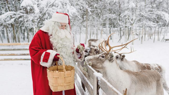Święty Mikołaj karmi renifery w Rovaniemi w Laponii