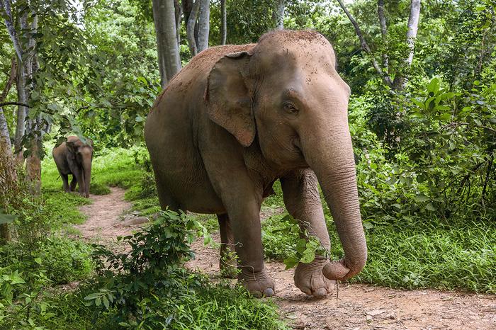 Elephanyt Haven