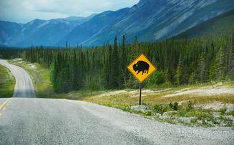 Alaska Highway jest królestwem zwierząt. Często to właśnie one dyktują warunki na drodze