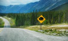 Alaska Highway jest królestwem zwierząt. Często to właśnie one dyktują warunki na drodze