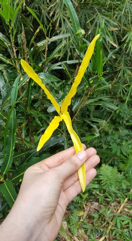 Ylang ylang