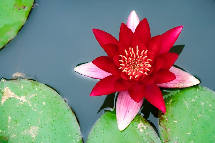 Nymphaea rubra