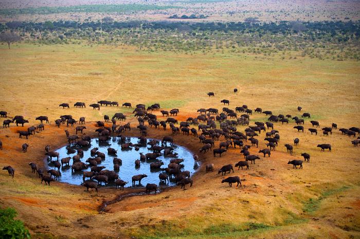 Masai Mara, Kenia
