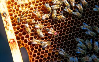 Królową pszczół oznacza się opalitką, czyli kolorową kropką