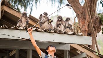 Wygłodniałe małpy w Tajlandii terroryzują miasto