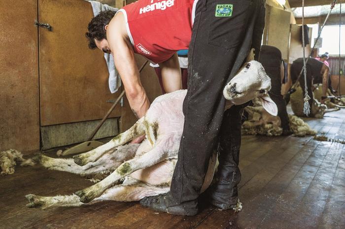 Strzyżenie owiec na farmie w Nowej Zelandii