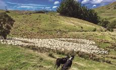 Stado owiec pilnowane przez psy na farmie w Nowej Zelandii