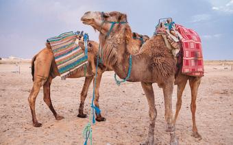 Wielbłądy na Saharze
