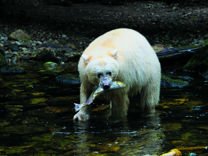 Niedźwiedziom białym poluje się na ryby łatwiej niż czarnym, dlatego też są zazwyczaj zdrowsze