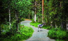 Finlandia