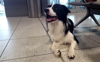 Pies Zen na krakowskim lotnisku Balice