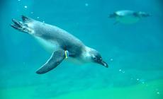 Pingwin we wroclawskim ZOO. Pływa w wodzie otaczajacej Afrykarium.