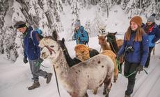 Tyrol stawiana lokalnosć! Nawet alpaki z farmy w Seefeld noszą imiona okolicznych szczytów
