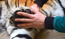 Tygrys z poznańskiego zoo