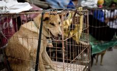 Chiny, Yulin. Psy w klatkach na lokalnym targowisku.