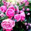 Kwiaty w Ogrodzie Różanym
