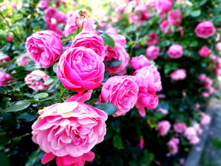 Kwiaty w Ogrodzie Różanym