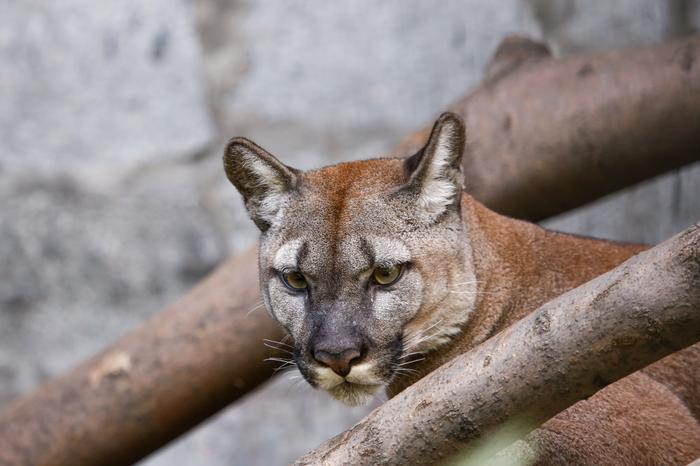 Puma, zdjęcie poglądowe