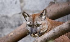 Puma, zdjęcie poglądowe