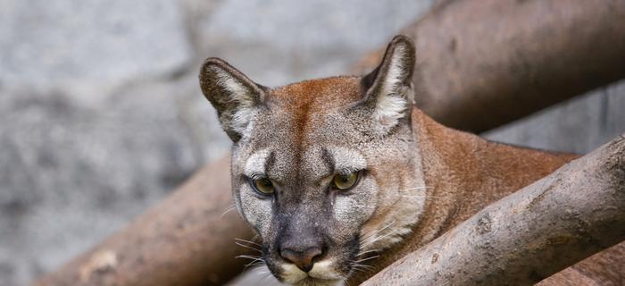 Puma, zdjęcie poglądowe