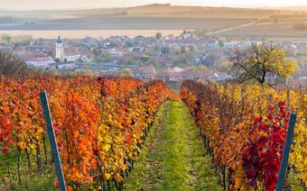 Na dobre wino do Czech
