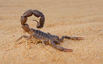 Skorpion, zdjęcie poglądowe