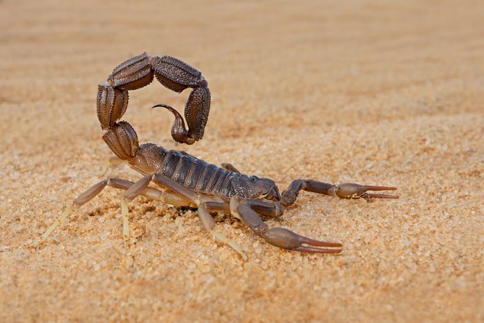 Skorpion, zdjęcie poglądowe