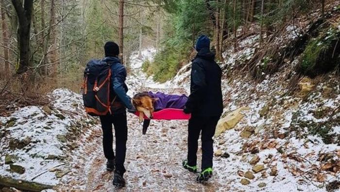 Turyści uratowali psa w górach